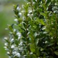 Der Buchsbaum (Buxus sempervirens) ist eine beliebte Zierpflanze, die in vielen Gärten und Parks Europas und Asiens seit Jahrhunderten kultiviert wird. Mit seinen dichten, immergrünen Blättern und seiner Fähigkeit, in [&hellip;]